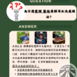 衣索比亞 露娜藝伎